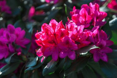 Kırmızı ormangülü çiçek yeşil Bush