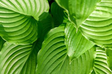 Ana bilgisayar yeşil yapraklarda su damlaları