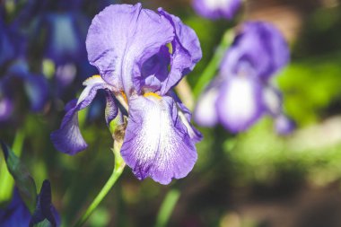 güzel leylak çiçeği Iris portre