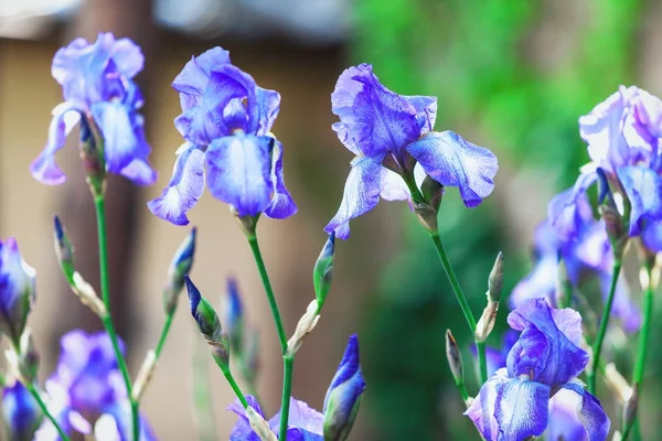 Kilka kwiatów bzu Iris na niewyraźne tło — Zdjęcie stockowe