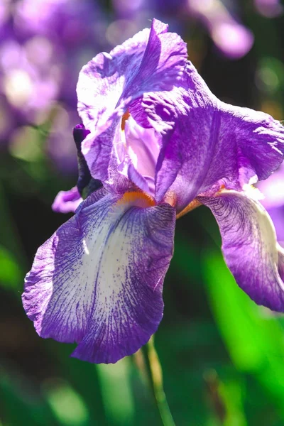 Beautiful lilac flower iris closeup — Stock Photo, Image
