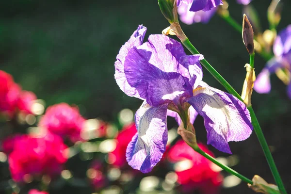 Piękny kwiat bzu iris zbliżenie — Zdjęcie stockowe