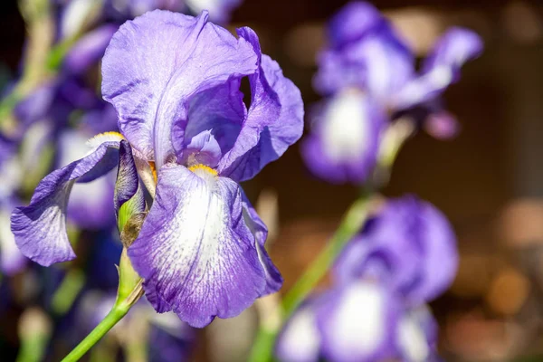 Piękny kwiat bzu iris zbliżenie — Zdjęcie stockowe