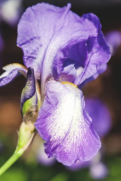 Piękny kwiat bzu iris zbliżenie — Zdjęcie stockowe