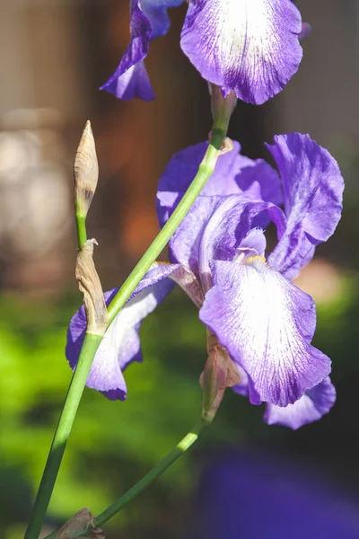 Красивый сиреневый цветок радужной оболочки крупным планом — стоковое фото