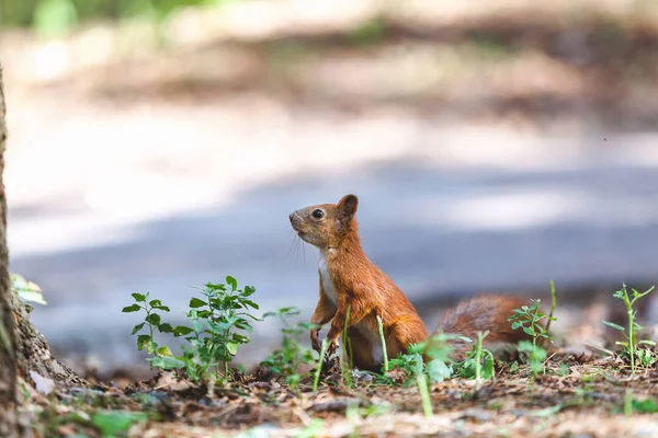 Red squirrel sits between green sprouts — Stock Photo, Image