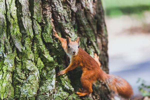 Red squirrel on trunk of tree — Stock Photo, Image