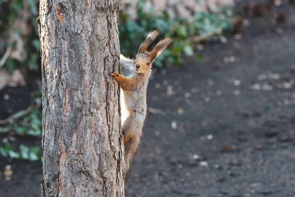 Grauhörnchen auf Baumstamm Nahaufnahme — Stockfoto