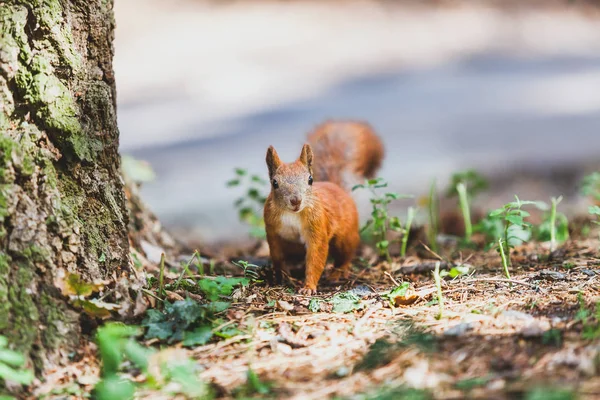 Red squirrel in front of  tree trunk — Stock Photo, Image