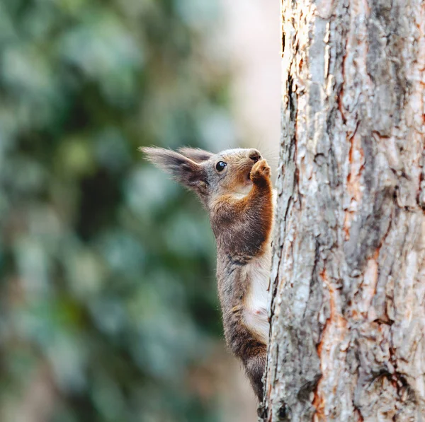 Scoiattolo grigio sul tronco d'albero primo piano — Foto Stock