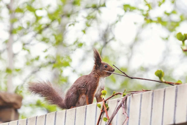 Red squirrel with large fluffy ears sits on fence — Stock Photo, Image