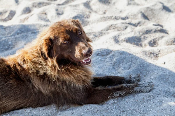 Niedlicher Hund liegt am Sommerstrand — Stockfoto