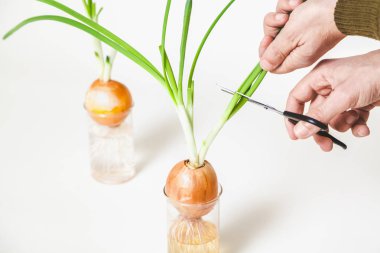 Kolum yeşil soğan saplarını ampuller üzerinden keser