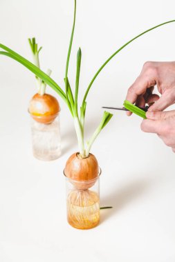 Kolum yeşil soğan saplarını ampuller üzerinden keser