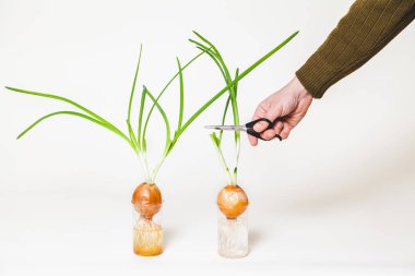 Kolum yeşil soğan saplarını ampuller üzerinden keser