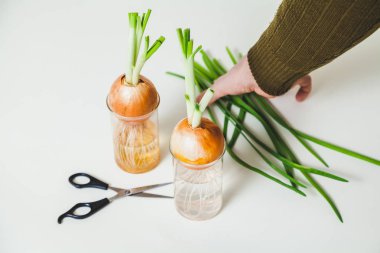 şeffaf gözlük ve beyaz arka plan için makaslar ampuller