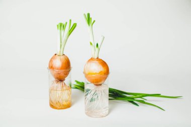 İki ampul beyaz zemin üzerine şeffaf gözlük