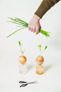 yeşil soğan elinde ampul üzerinde kesmek.