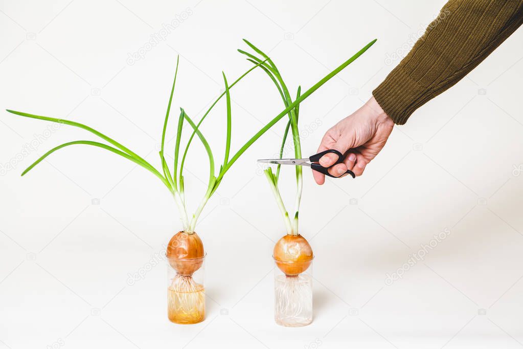 Hand man cuts stalks of green onions from bulbs