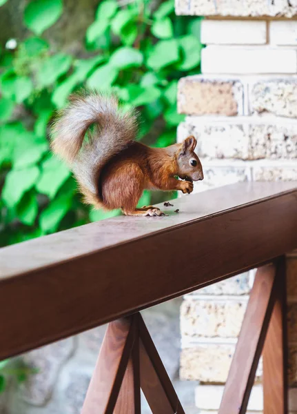 Röda ekorren sitter på bakbenen på räcket på verandan — Stockfoto