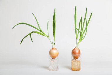 Şeffaf şişe içinde büyüyen yeşil saplı iki soğan