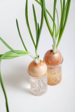 Şeffaf şişe içinde büyüyen yeşil saplı iki soğan