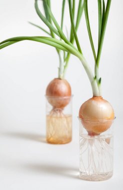 Şeffaf şişe içinde büyüyen yeşil saplı iki soğan