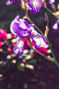 güzel leylak çiçeği Iris portre