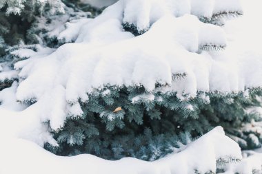 köknar dallarda yüksek kar tabakası yatıyor