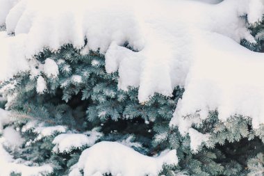 köknar dallarda yüksek kar tabakası yatıyor