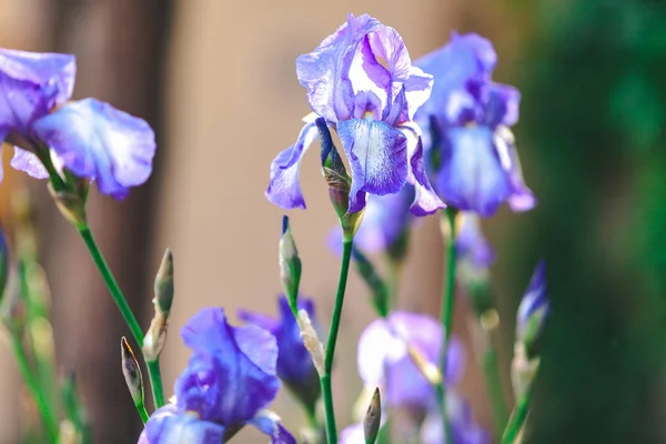 Piękny kwiat bzu iris zbliżenie — Zdjęcie stockowe