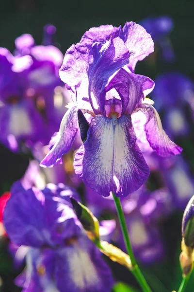 Kilka kwiatów bzu Iris na niewyraźne tło — Zdjęcie stockowe