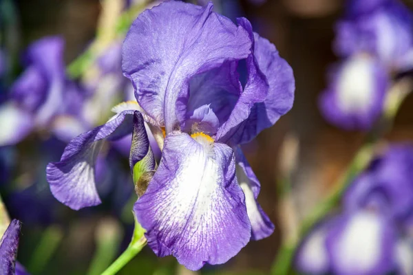 Piękny kwiat bzu iris zbliżenie — Zdjęcie stockowe