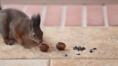 Kabarık kulaklar bir ceviz yerde buldum ile sincap. o fındık dişleriyle aldı ve kaçtı. Sonra tempolu baştankara ve ayçiçeği tohumu Gaga uçtu uçtu