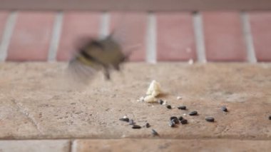 Birkaç büyük memeli bir anda yere çekim bir ayçiçeği çekirdeği bir demet kadar sinek ve uzaklara uç