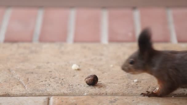 Schöne Eichhörnchen Mit Flauschigen Ohren Fand Eine Walnuss Auf Dem — Stockvideo