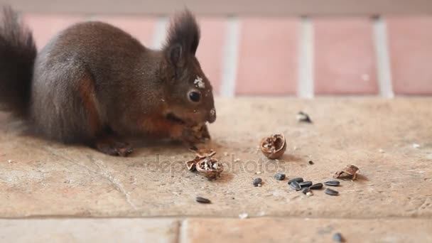 美丽的松鼠与蓬松的耳朵发现了一个核桃在地板上 她在她的爪子拧了一个螺母 夹在她的牙齿和逃跑 — 图库视频影像