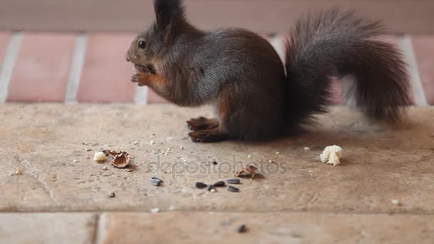 美丽的松鼠与毛茸茸的耳朵和尾巴发现一个切碎的核桃在地板上 吃了它 — 图库视频影像