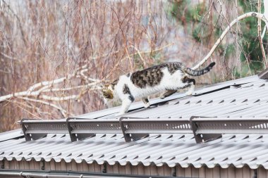 Kabarık kedi üzerinde modern gri çatı yürüme
