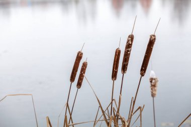 Arka plan su kuru reed kaynaklanıyor