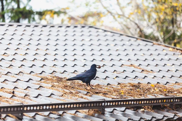 黑乌鸦坐在屋顶上, 抱着坚果 inbeak — 图库照片