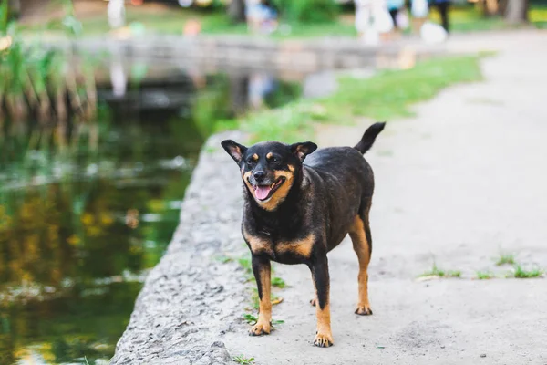 Perro negro se encuentra en la orilla del estanque —  Fotos de Stock