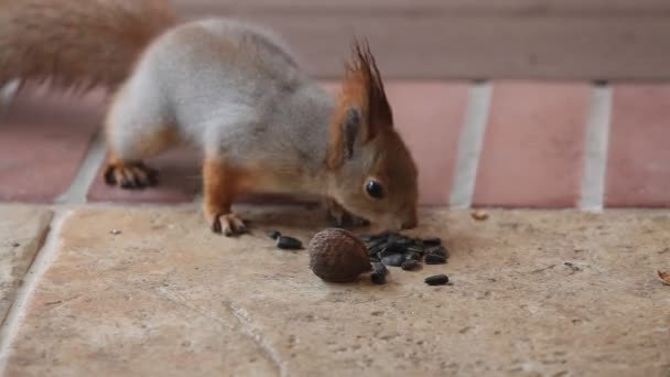 Hoe Herken Een Bad Walnoot Een Mooie Grijze Eekhoorn Gevonden — Stockvideo