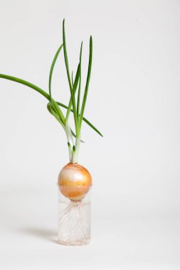 Ampul ve yeşil soğan saydam şişeye büyüyen takip ediyor