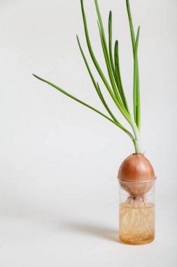 Ampul ve yeşil soğan saydam şişeye büyüyen takip ediyor