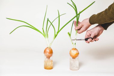 Kolum yeşil soğan saplarını ampuller üzerinden keser