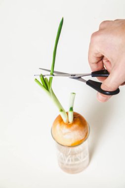 Kolum yeşil soğan saplarını ampuller üzerinden keser