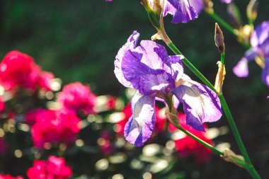 güzel leylak çiçeği Iris portre