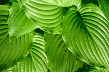 Ana bilgisayar yeşil yapraklarda su damlaları