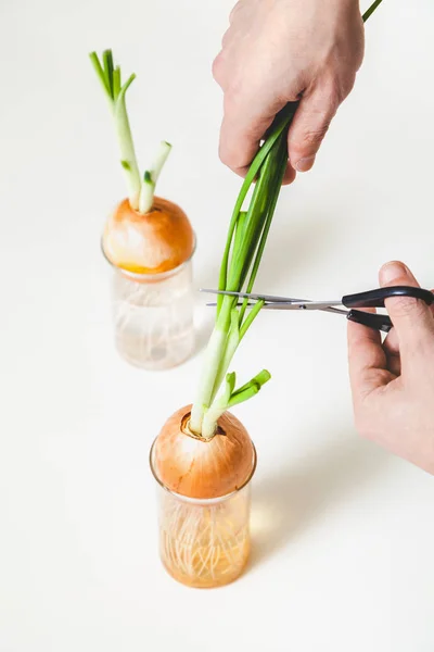 Hand man cuts stalks of green onions from bulbs — Stock Photo, Image